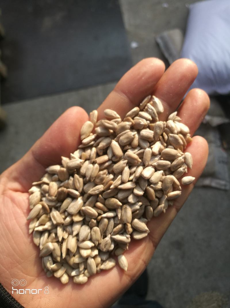 中牟油葵仁，保加利亚油葵仁食品厂用油葵仁