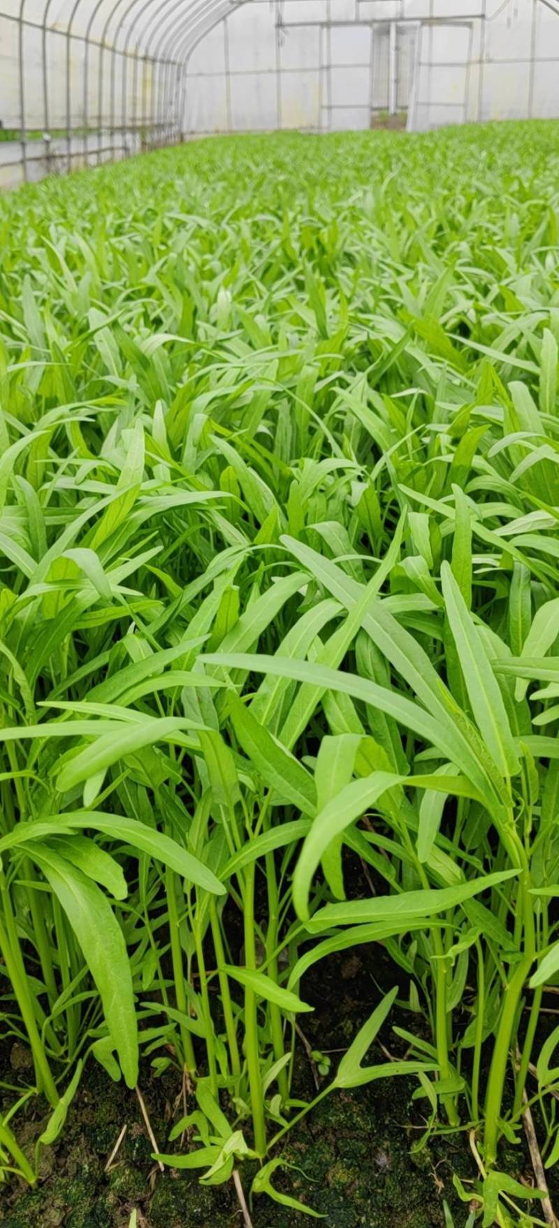 青杆空心菜