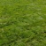 河北高羊茅草皮早熟禾大量供应基地发货可视频看货