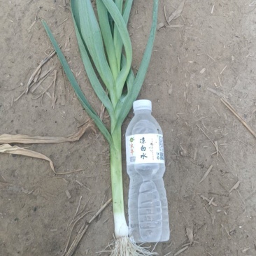 白根蒜苗大量上市