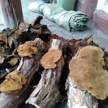 川西高原…桑黄，化石草，马蹄黄