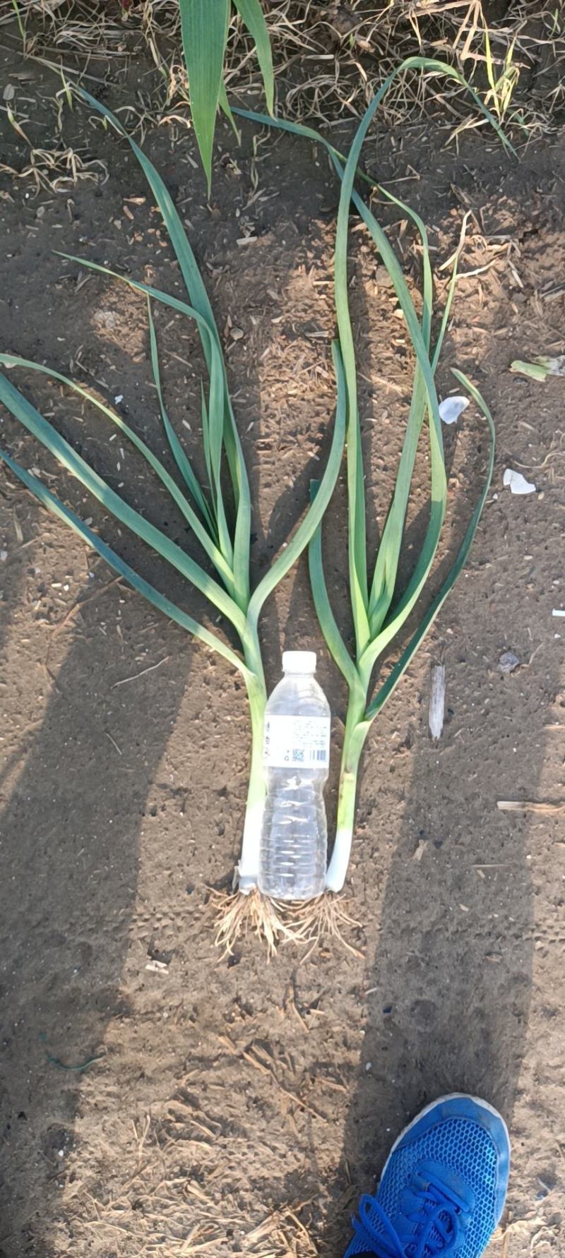 白根蒜苗大量上市