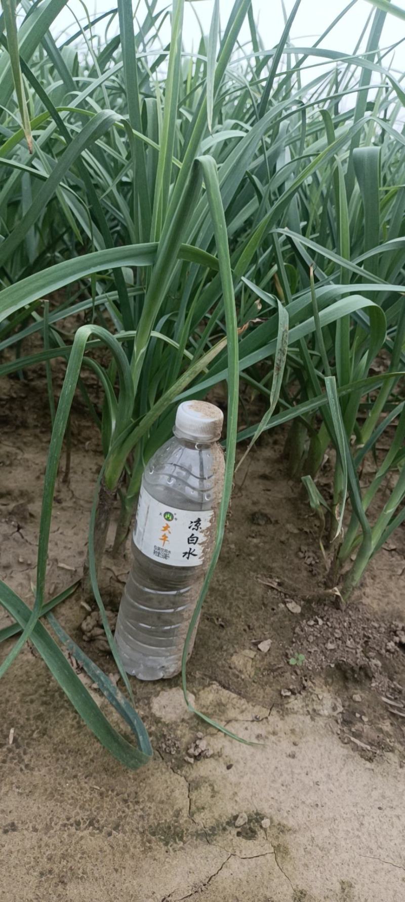 白根蒜苗大量上市