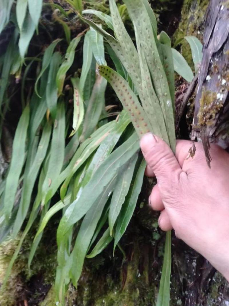 川西高原…桑黄，化石草，马蹄黄