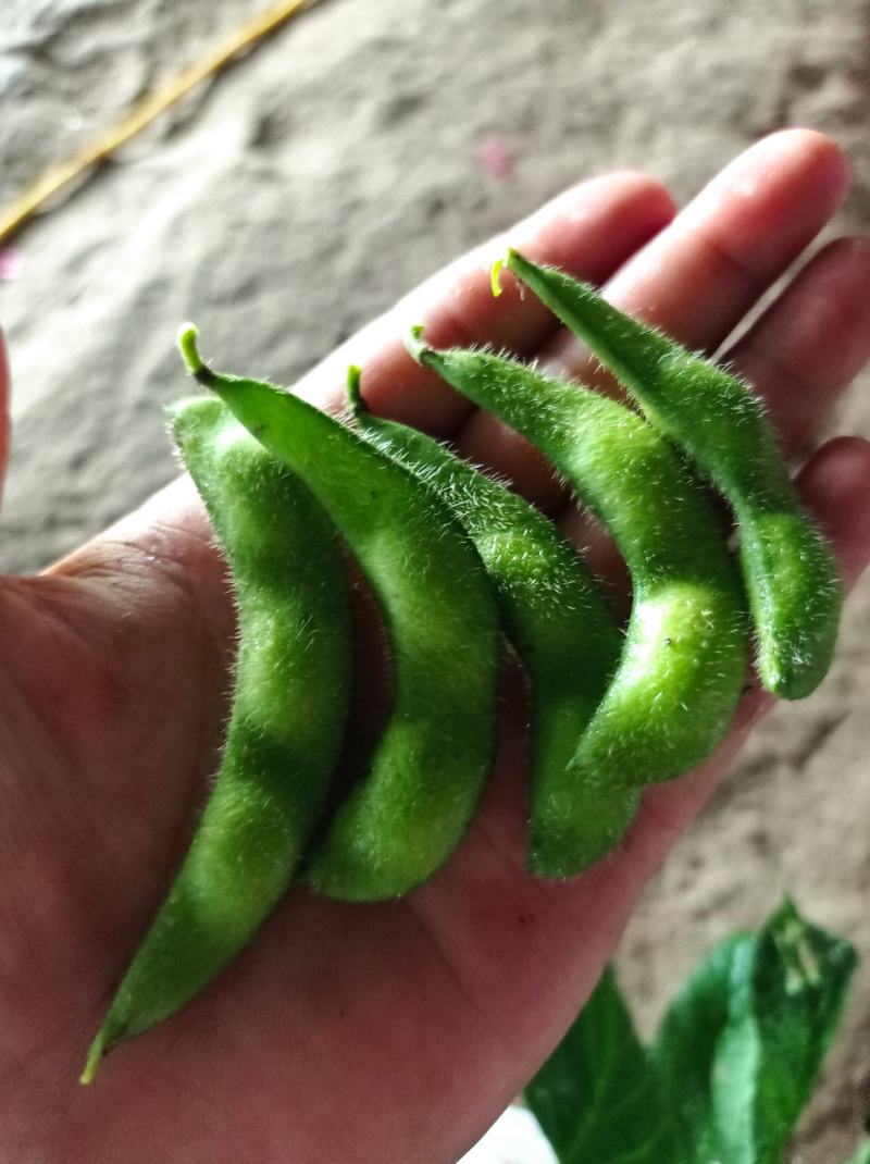 菏泽青毛豆，基地种植。保质保量。台湾75-3毛豆