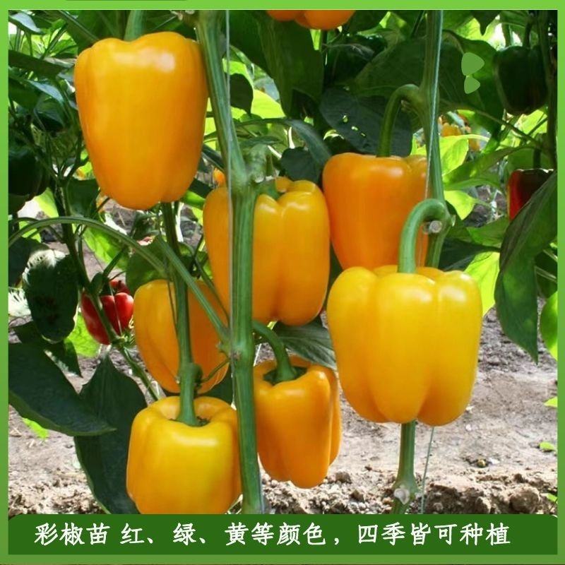 彩椒苗山东甜椒苗基地直销售后保障（免费提供技术指导）