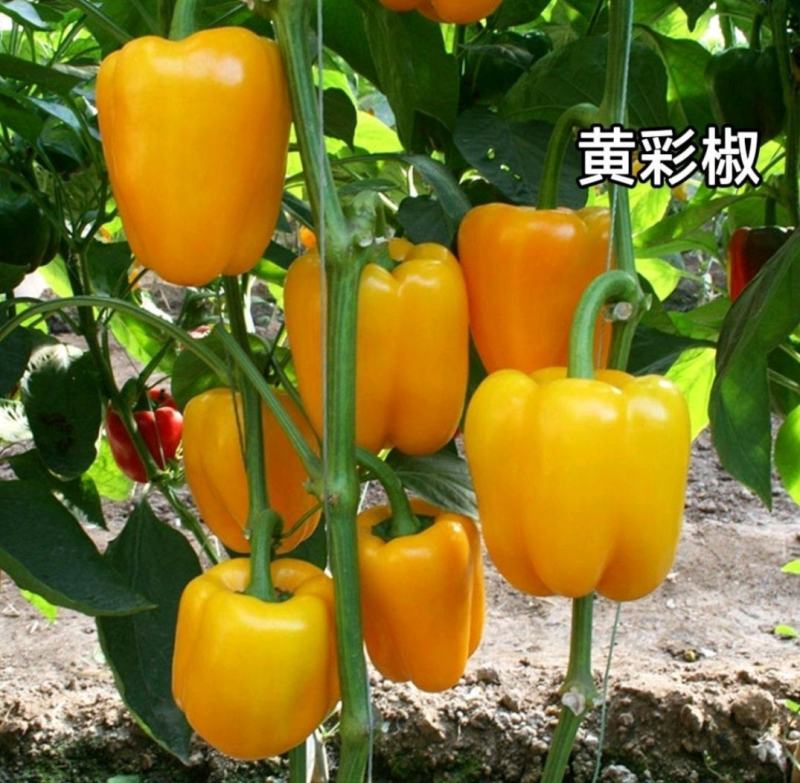 彩椒苗山东甜椒苗基地直销售后保障（免费提供技术指导）