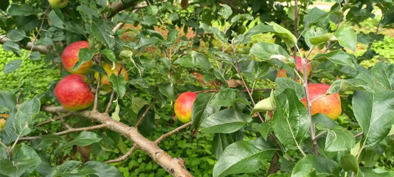 苹果