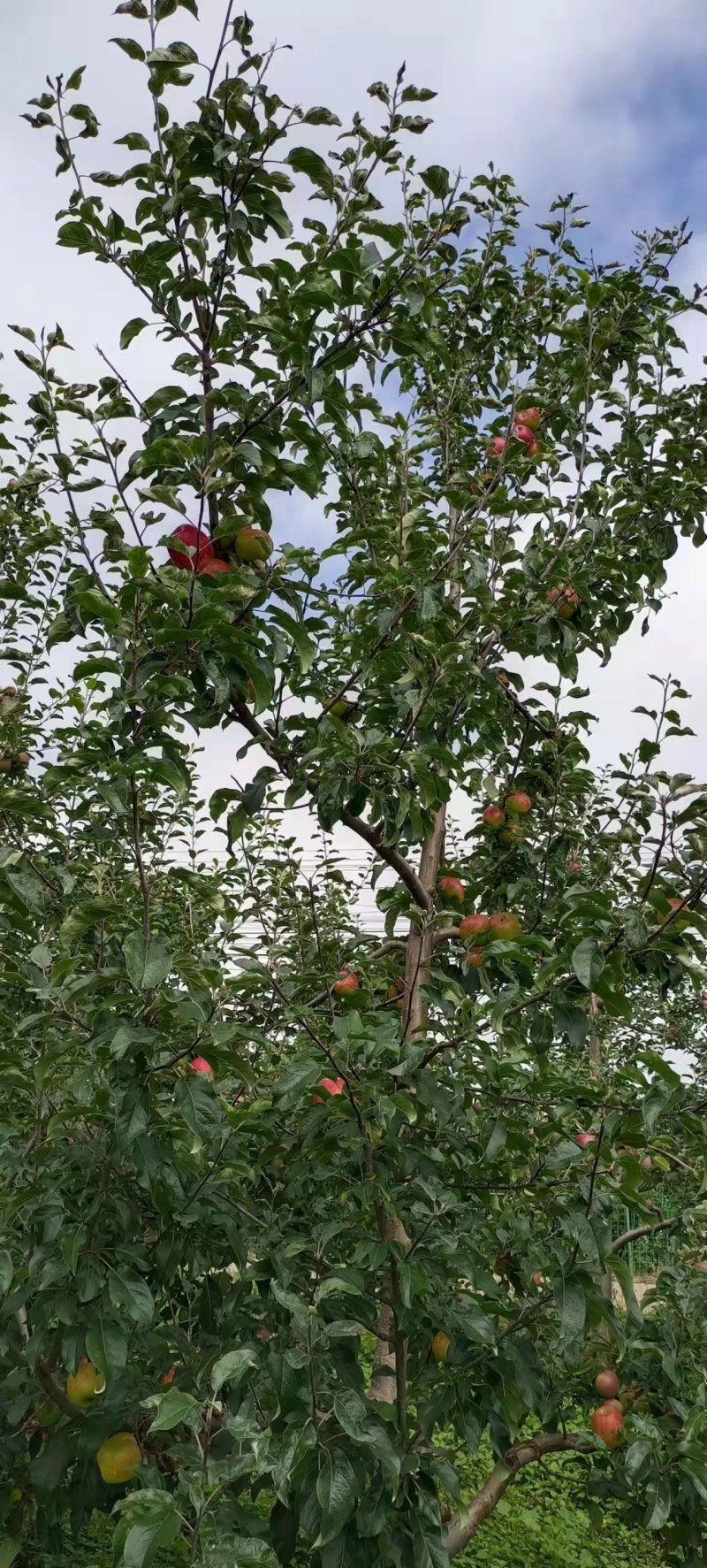 苹果