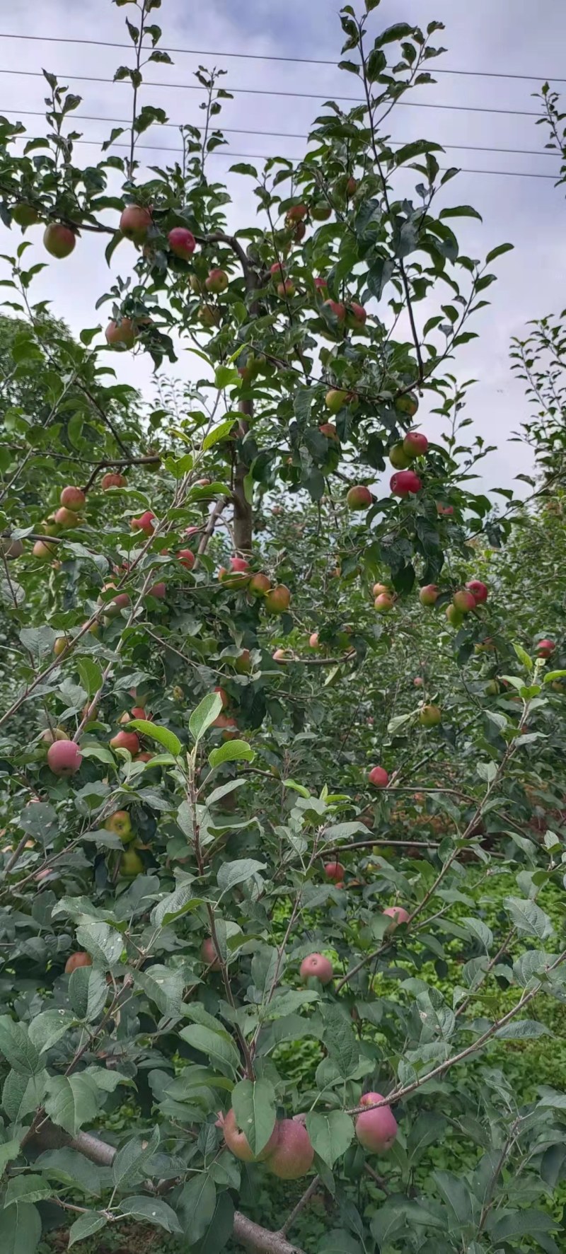 苹果