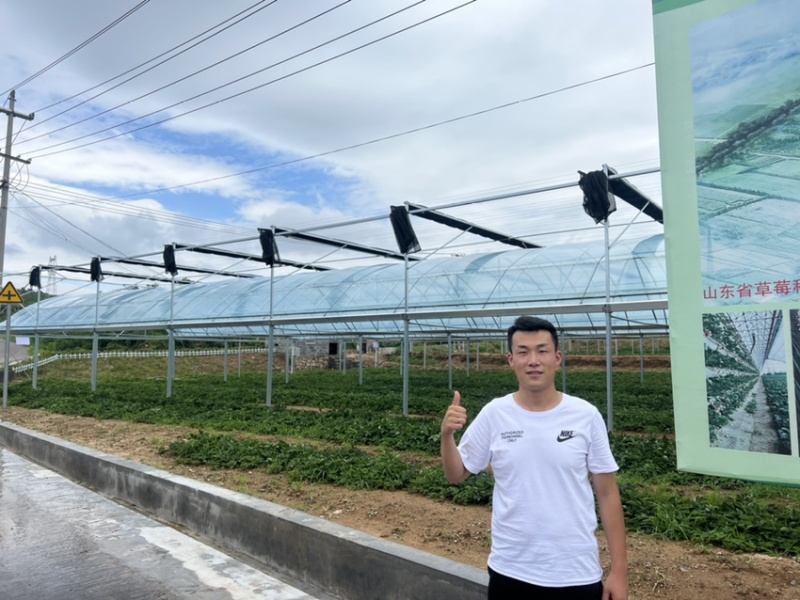 宁玉草莓苗大叶宁玉草莓苗脱毒宁玉草莓苗四叶一心以上