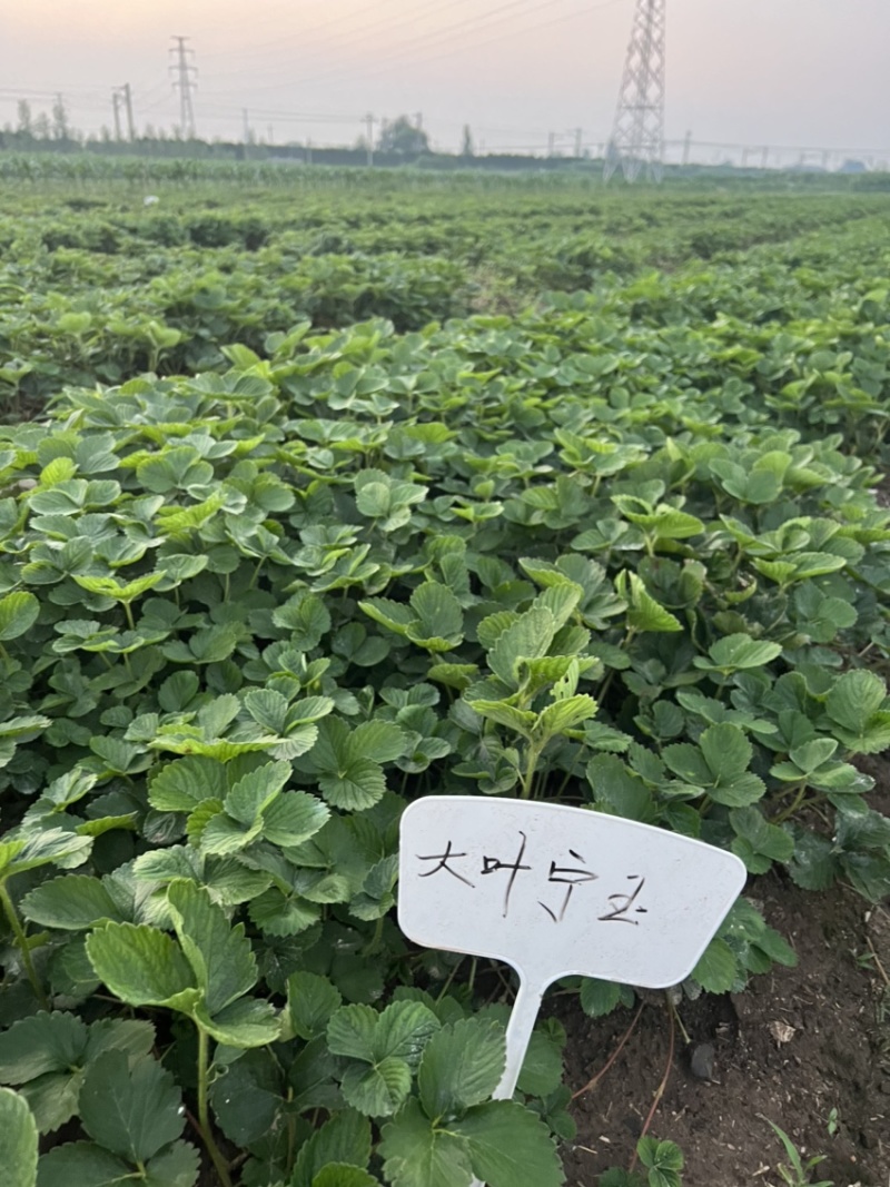 宁玉草莓苗大叶宁玉草莓苗脱毒宁玉草莓苗四叶一心以上