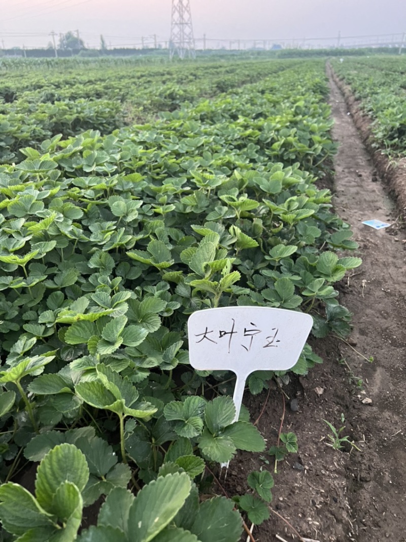 宁玉草莓苗大叶宁玉草莓苗脱毒宁玉草莓苗四叶一心以上