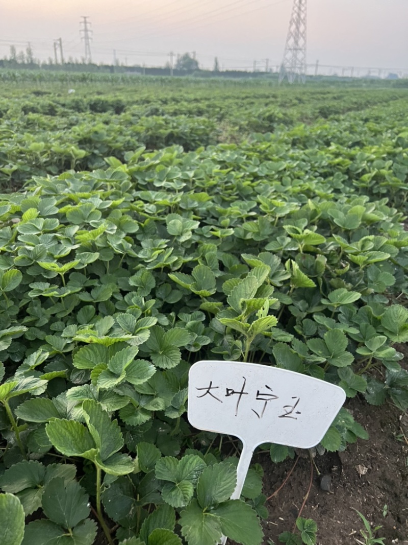 宁玉草莓苗大叶宁玉草莓苗脱毒宁玉草莓苗四叶一心以上
