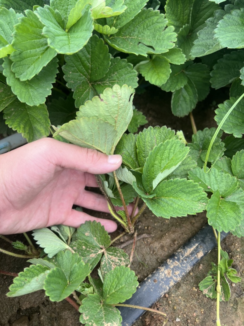 宁玉草莓苗大叶宁玉草莓苗脱毒宁玉草莓苗四叶一心以上