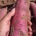 河北邯郸临漳白心商薯19纯沙地种植产地助农产品