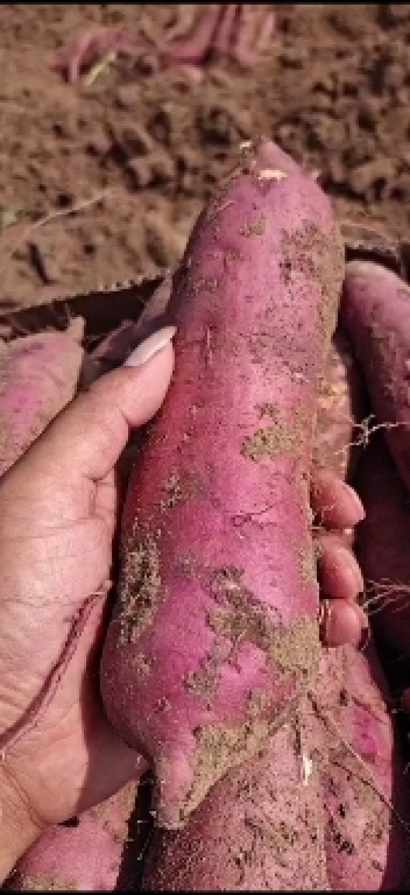 河北邯郸临漳白心商薯19纯沙地种植产地助农产品
