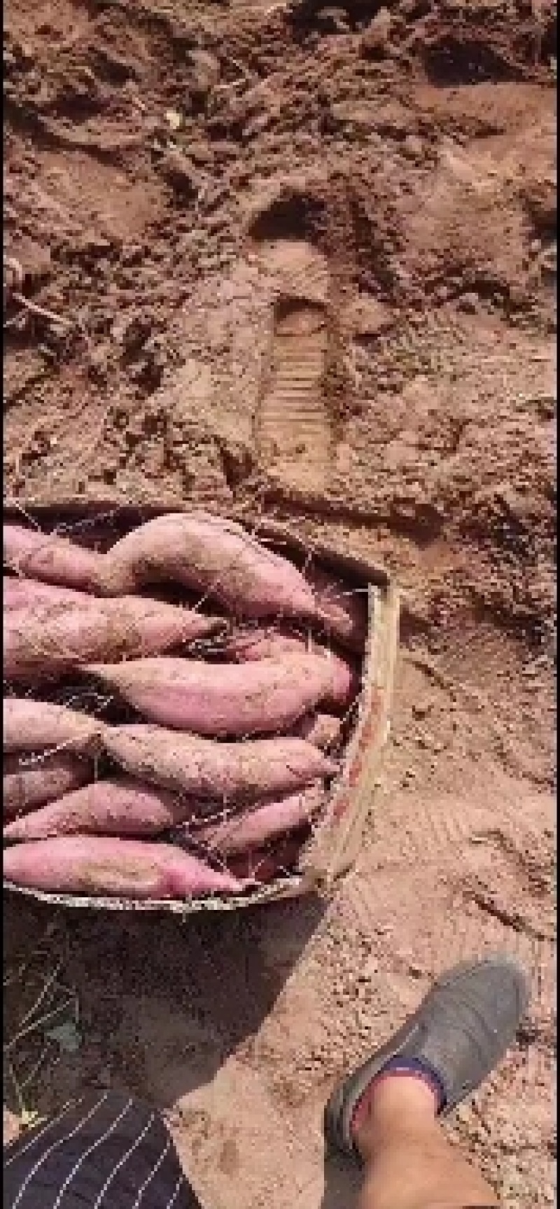 河北邯郸临漳商薯19河北纯沙地种植产品助农产品