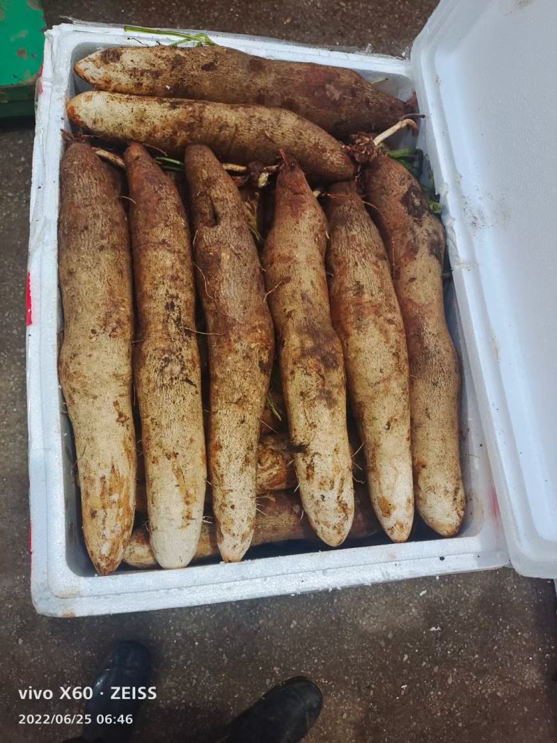 产地直销云南灵芝山药一级