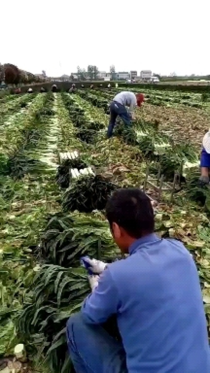 （精选）红叶莴苣，上市中，基地直供，欢迎全国客商来采购