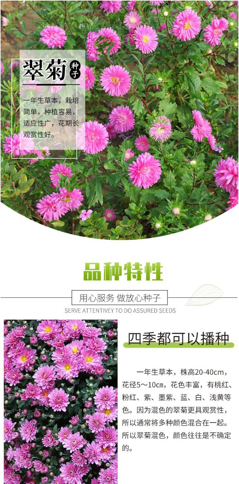 翠菊种子江西蜡四季开花室内阳台盆栽菊花室内庭院易种活花籽