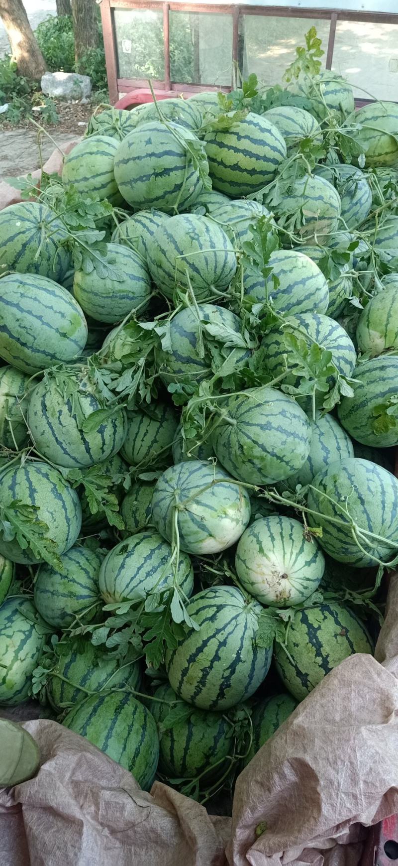 精品美都西瓜大量上市品质保证诚信经营支持视频看货