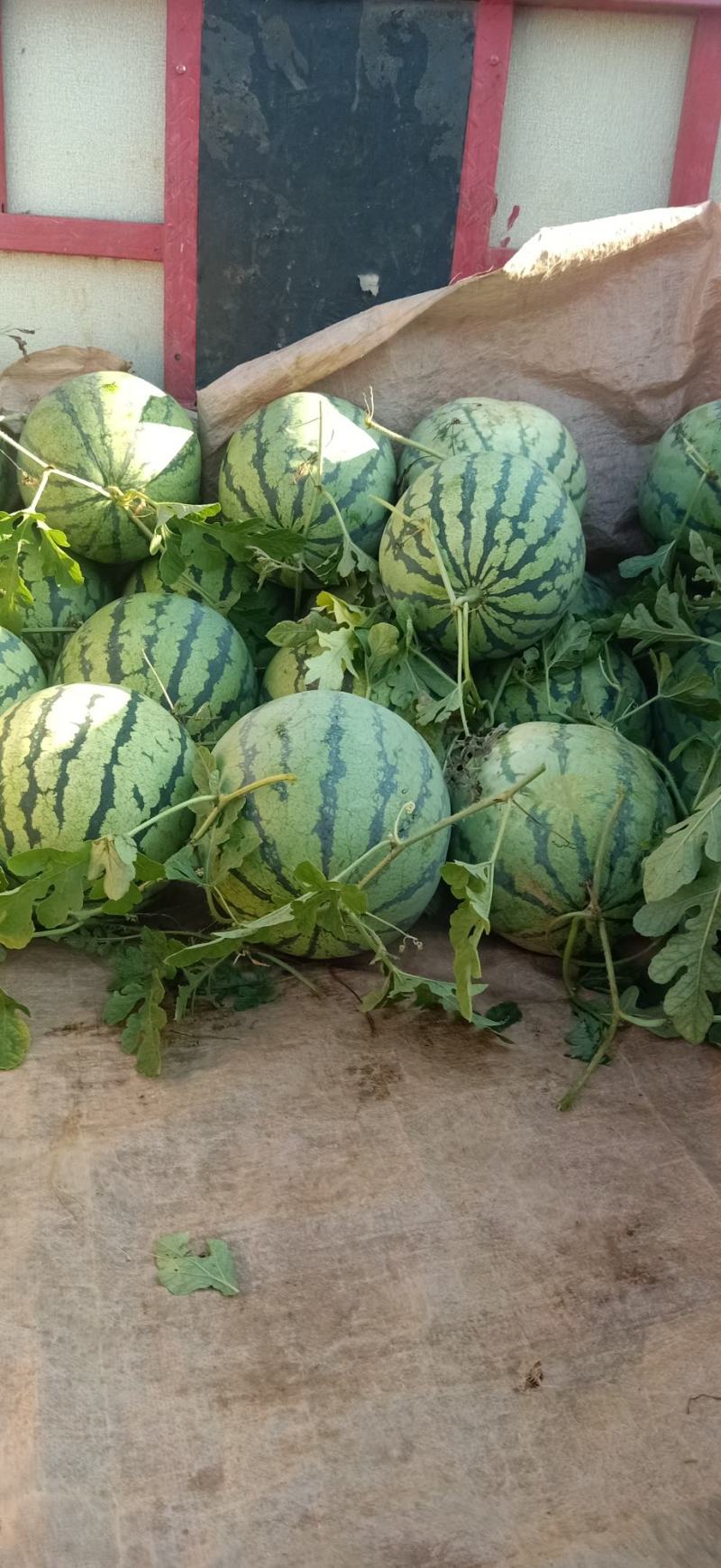 精品美都西瓜大量上市品质保证诚信经营支持视频看货