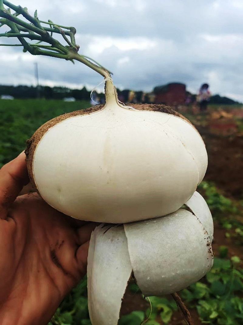 贵州精品白地瓜，凉薯，地萝卜，基地货源，量大质优。
