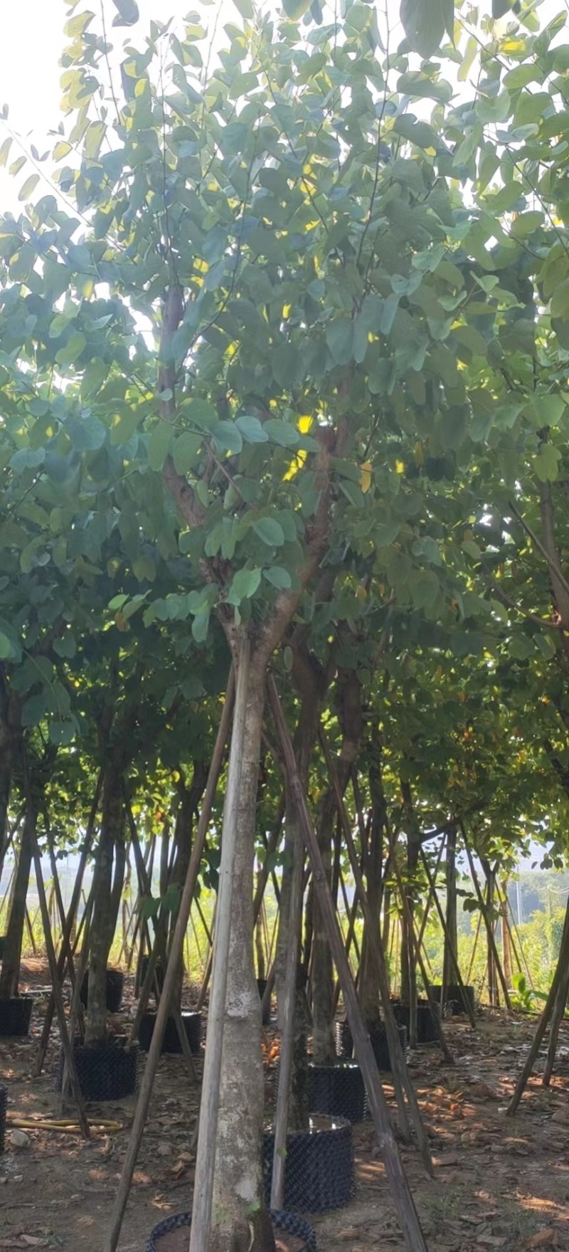 红花紫荆移栽苗假植苗漳州红花紫荆种植基地苗农一手货源低价