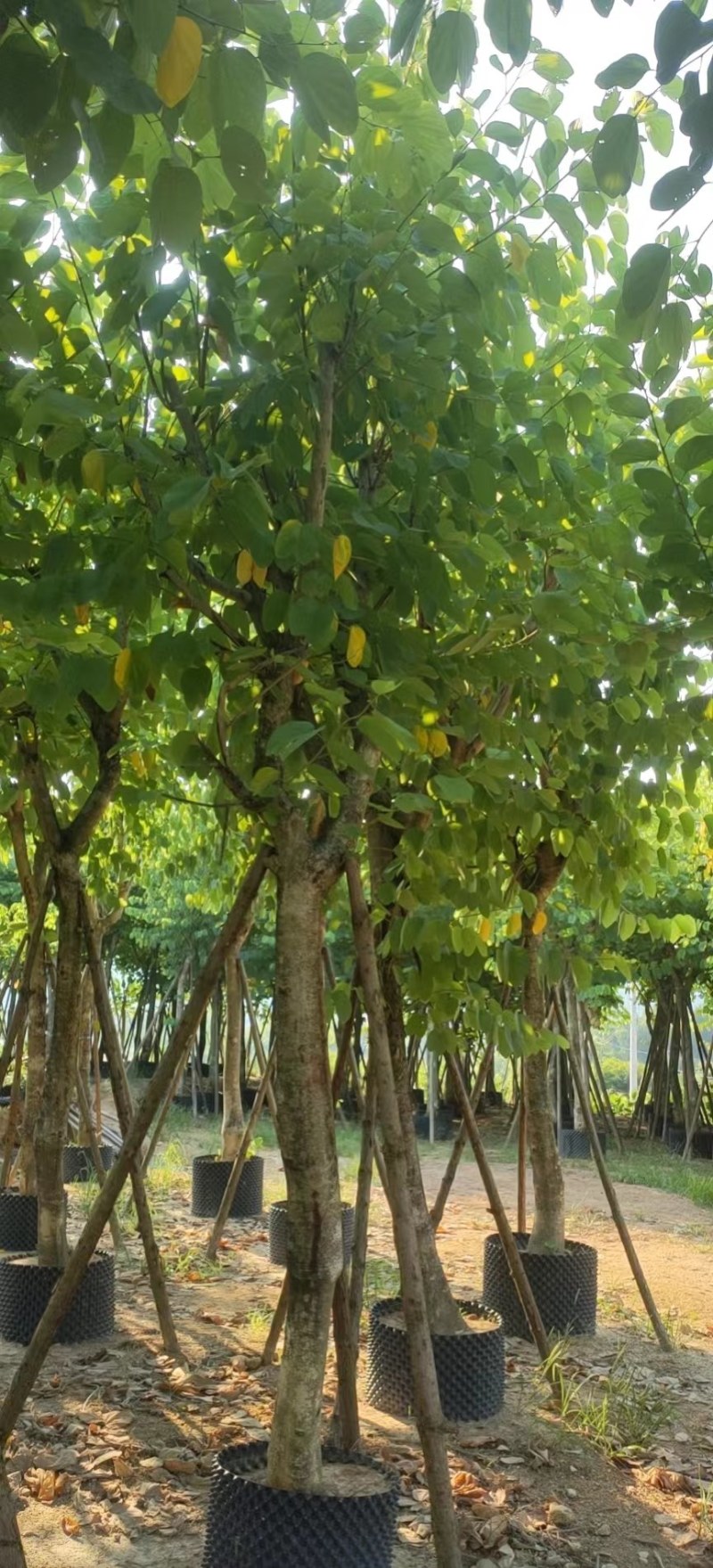 红花紫荆移栽苗假植苗漳州红花紫荆种植基地苗农一手货源低价