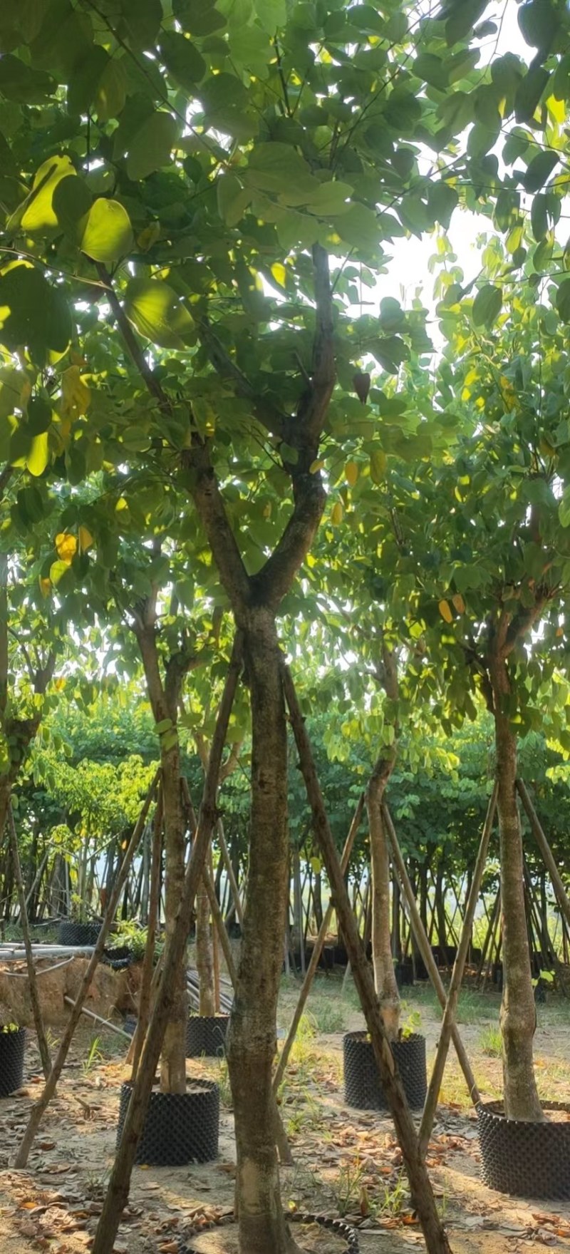 红花紫荆移栽苗假植苗漳州红花紫荆种植基地苗农一手货源低价