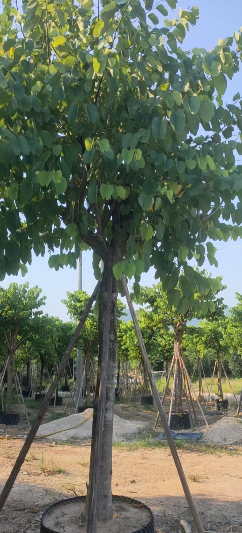 红花紫荆移栽苗假植苗漳州红花紫荆种植基地苗农一手货源低价
