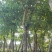 红花紫荆移栽苗假植苗漳州红花紫荆种植基地苗农一手货源低价