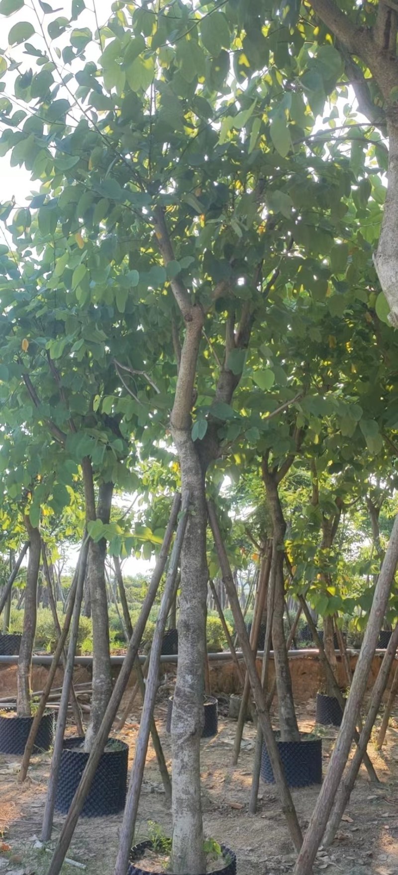红花紫荆移栽苗假植苗漳州红花紫荆种植基地苗农一手货源低价
