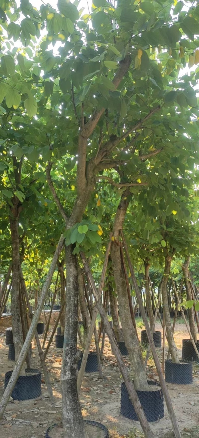 红花紫荆移栽苗假植苗漳州红花紫荆种植基地苗农一手货源低价