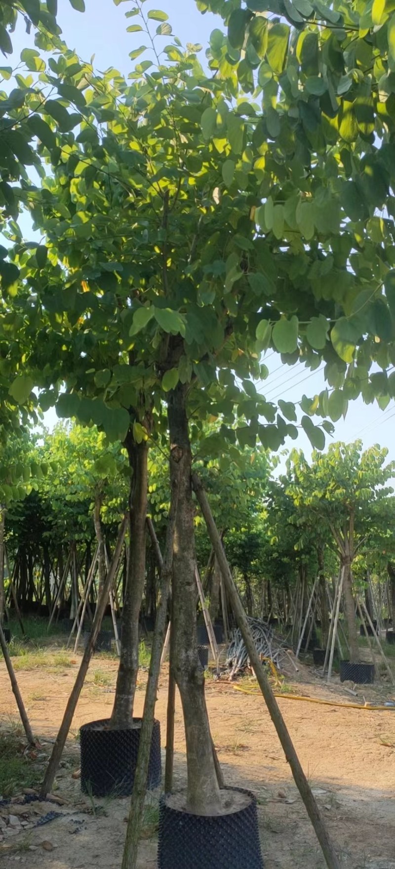 红花紫荆移栽苗假植苗漳州红花紫荆种植基地苗农一手货源低价