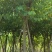 红花紫荆移栽苗假植苗漳州红花紫荆种植基地苗农一手货源低价