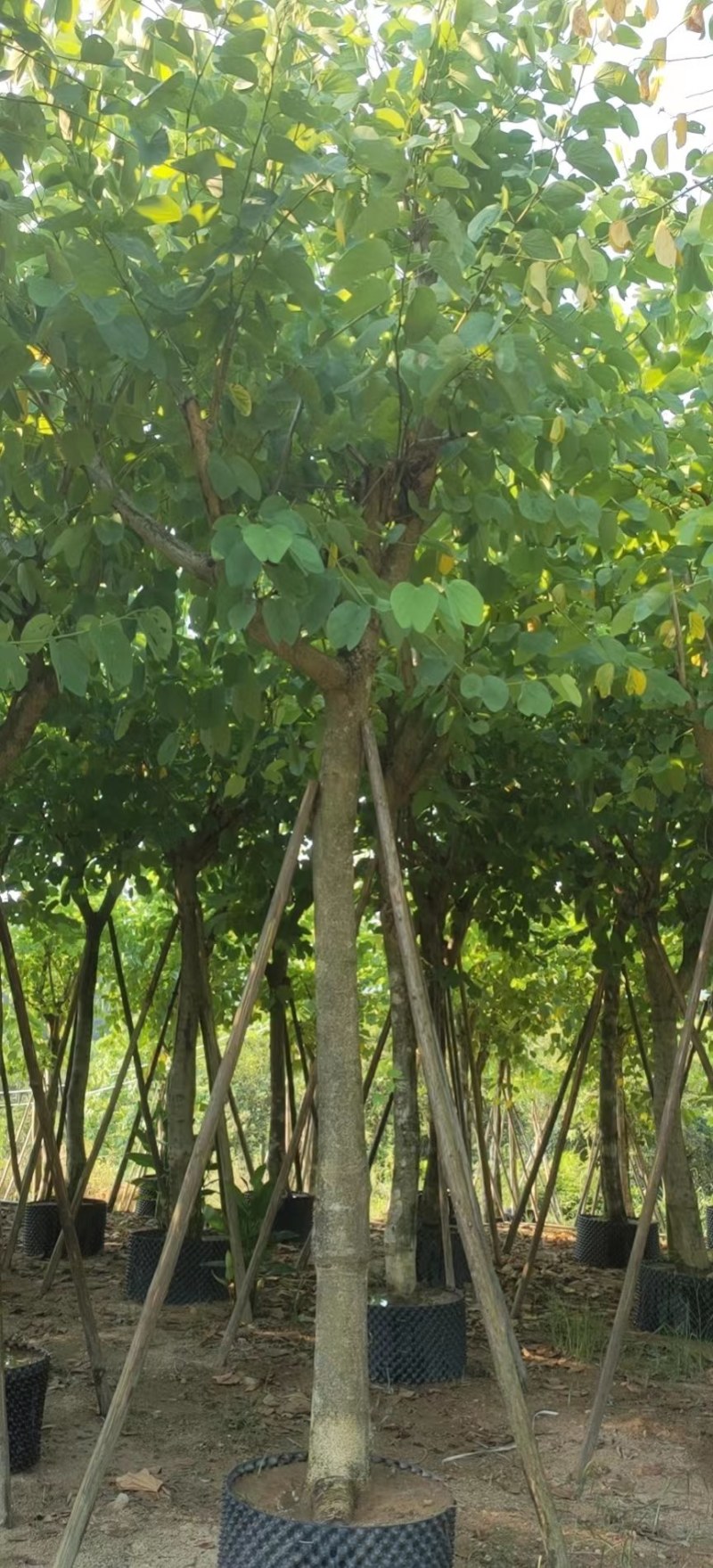 红花紫荆移栽苗假植苗漳州红花紫荆种植基地苗农一手货源低价