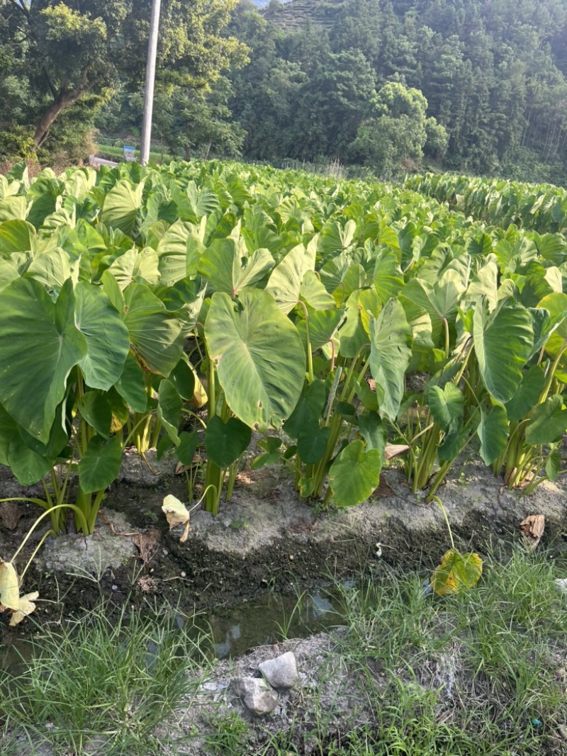 红芽芋夏芋