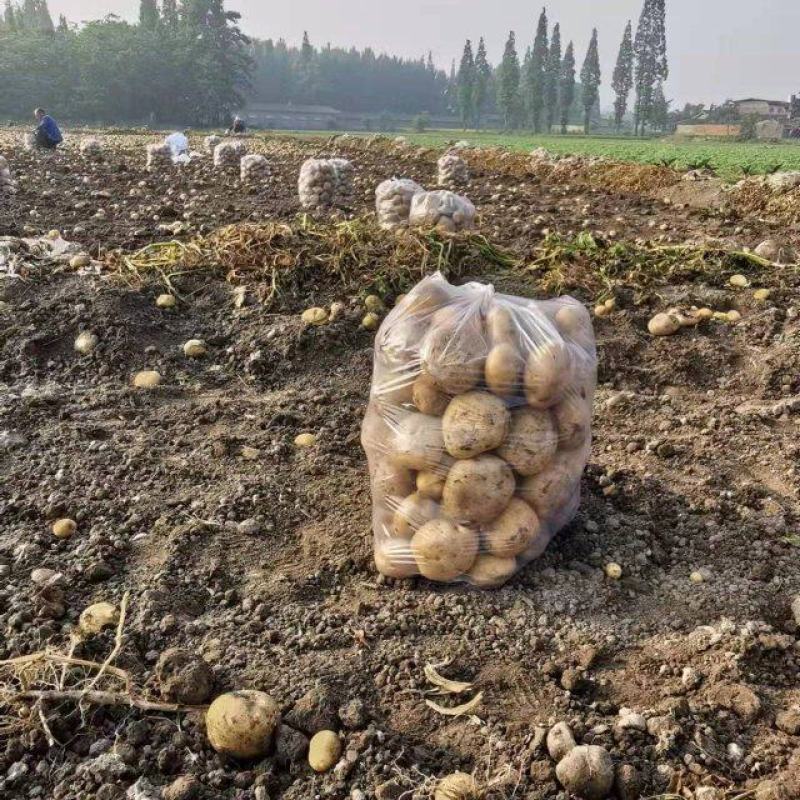 土豆兴佳中薯，荷兰十五，大量上市中，可以代发，诚信合作