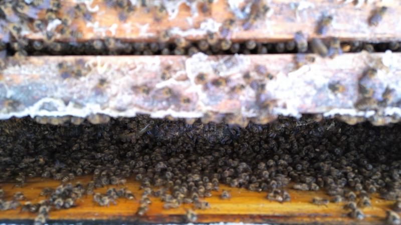 云南昆明本地中蜂蜂群品质优良抗寒抗病高产王