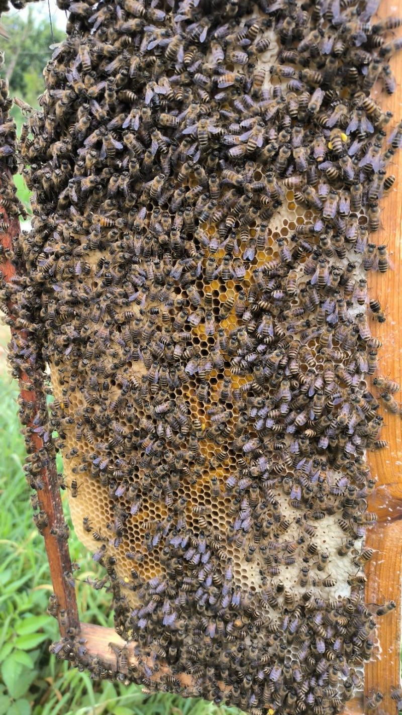 云南昆明本地中蜂蜂群品质优良抗寒抗病高产王