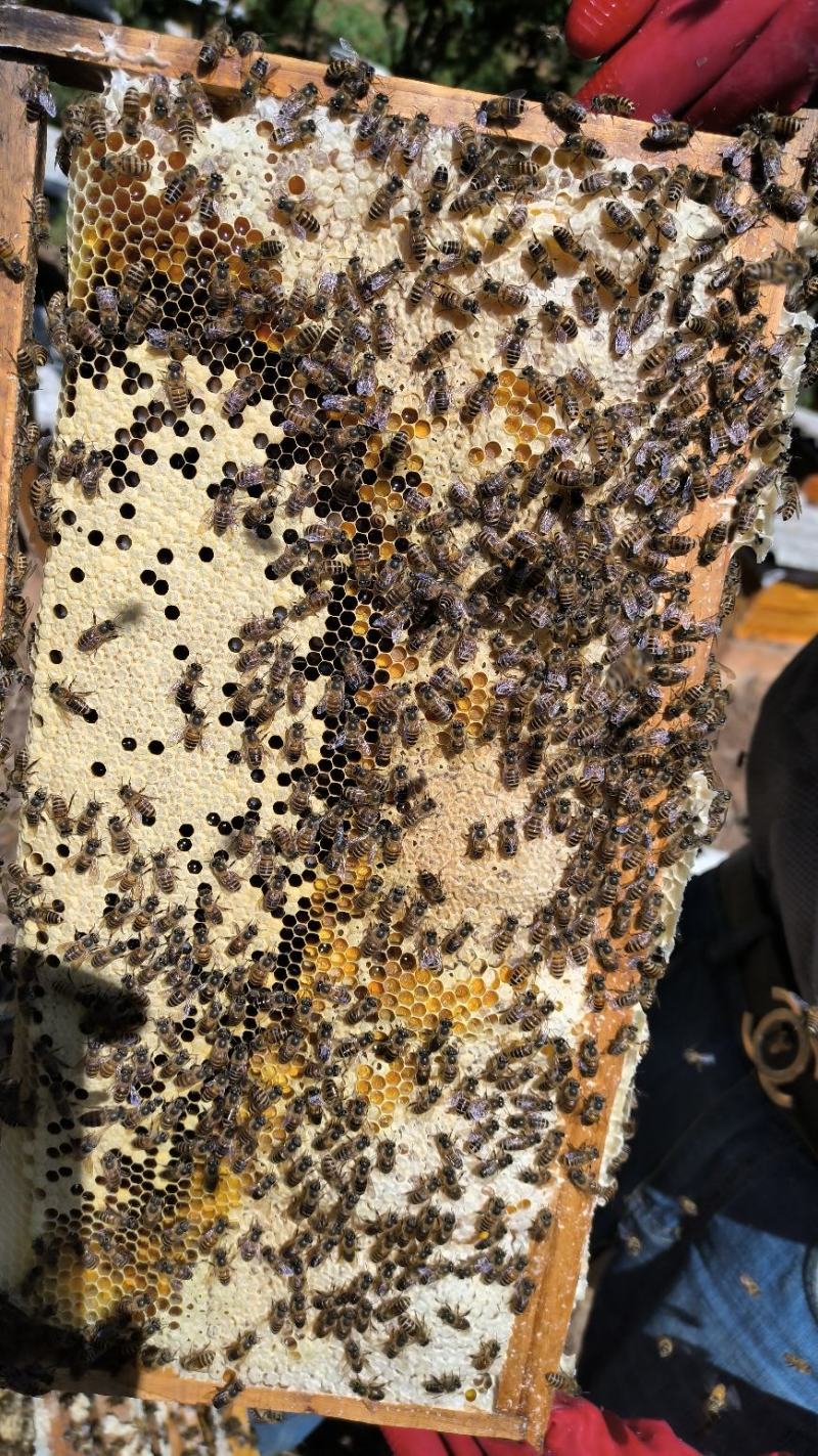 云南昆明本地中蜂蜂群品质优良抗寒抗病高产王