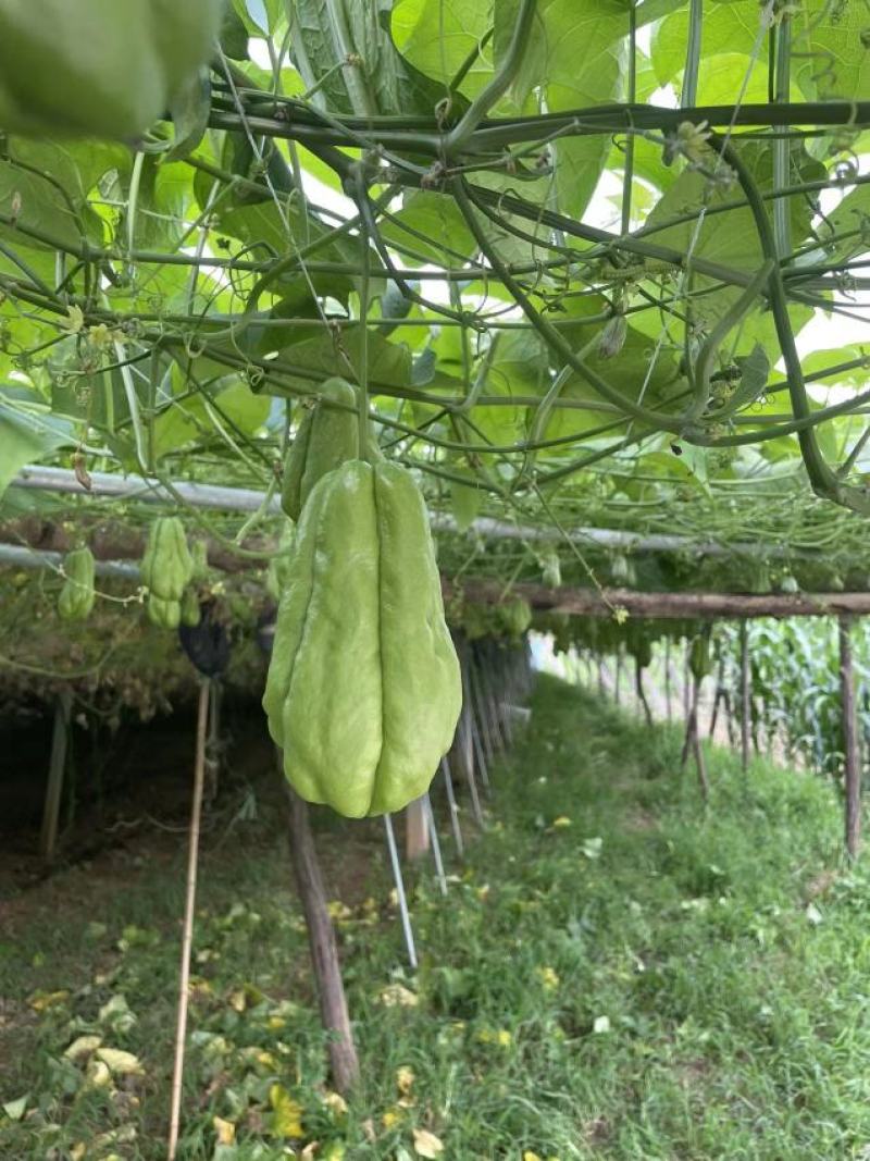 山东沂源优质佛手瓜大量上市表面光滑，产地直发