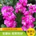 紫罗兰种子花种子园林绿化四季易种易活草花庭院种植