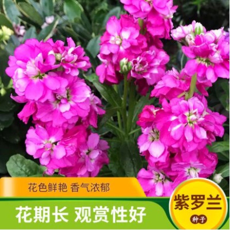 紫罗兰种子花种子园林绿化四季易种易活草花庭院种植