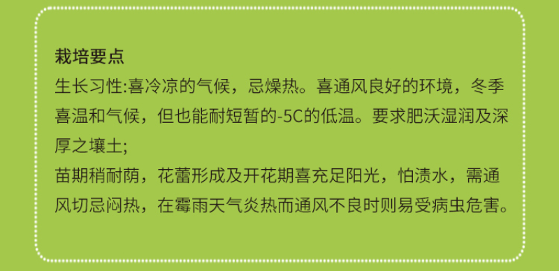 紫罗兰种子花种子园林绿化四季易种易活草花庭院种植