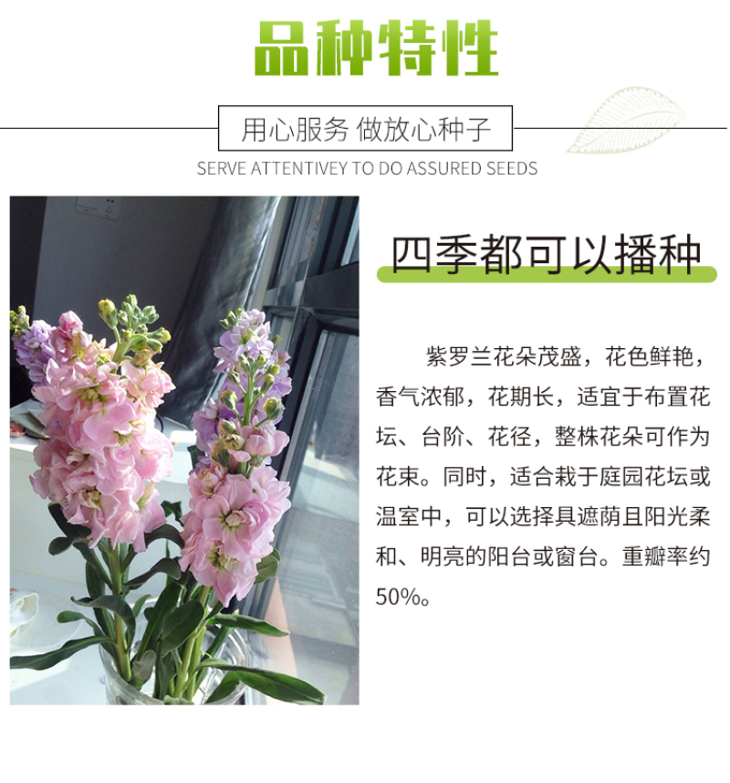 紫罗兰种子花种子园林绿化四季易种易活草花庭院种植