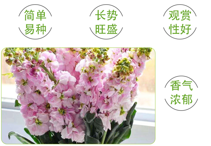 紫罗兰种子花种子园林绿化四季易种易活草花庭院种植