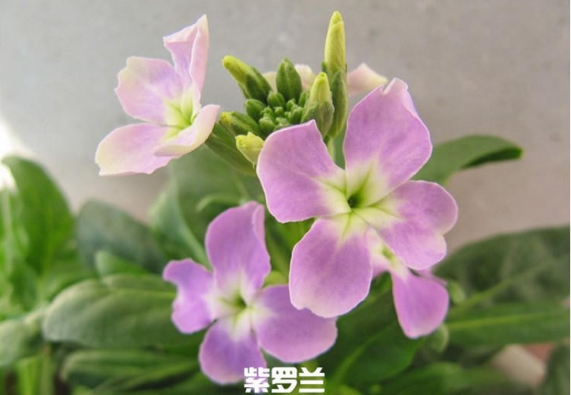 紫罗兰种子花种子园林绿化四季易种易活草花庭院种植